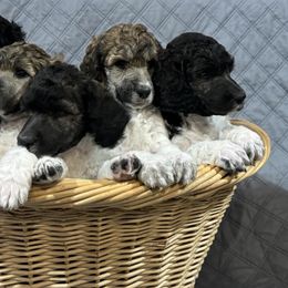 Poodle Puppies from Blue Moon Standard Poodles