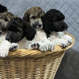 Poodle Puppies from Blue Moon Standard Poodles