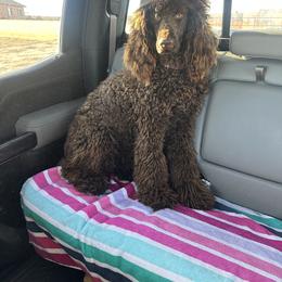 Mohkie - Poodle
