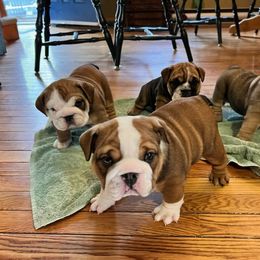 Bulldog Puppies from K&D Bulldogs