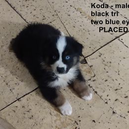 Miniature Australian Shepherd Puppies from Midnitestar Aussies and Training