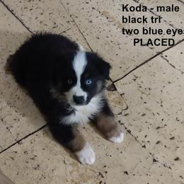Miniature Australian Shepherd Puppies from Midnitestar Aussies and Training