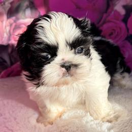 Carl - Black and white male Shih Tzu puppy in Morrisville, Missouri from Sweetbriar Shih Tzu