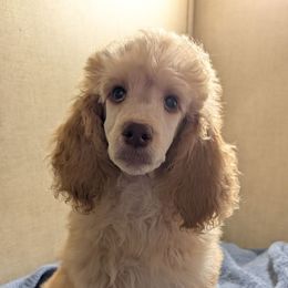 Daffodil - Apricot female Poodle puppy in Mongomery, Texas from Celestial Jewels Poodles
