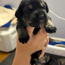 Boy 6 - Pepper and salt male Giant Schnauzer puppy in Mason, Ohio from Bourbon Country Schnauzers
