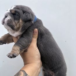 Bulldog and French Bulldog Puppies from Bully Life Farms