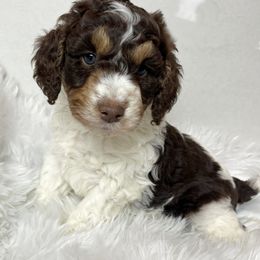 Maverick is adventurous and confident - Red phantom male Aussiedoodle puppy in Clarkston, Washington from Doodle & poodle palace