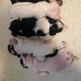 Dachshund Puppies from Empire's Dachshunds