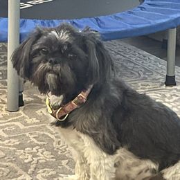 Tashie - Shih Tzu