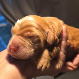 Blue - Red  male Goldendoodle puppy in El Paso, Texas from Texas Goldendoodles