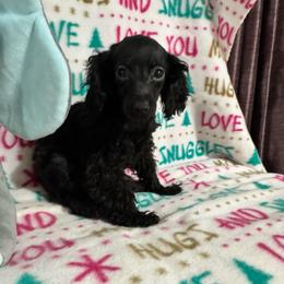 Romeo - Black male Poodle puppy in Pounding  Mill, Virginia from Rosa's Chihuahuas