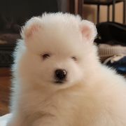 American Eskimo Dog Puppies from Our Eskies