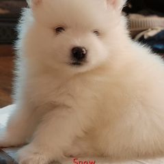 American Eskimo Dog Puppies from Our Eskies