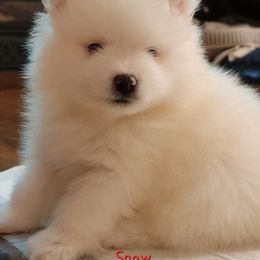 American Eskimo Dog Puppies from Our Eskies