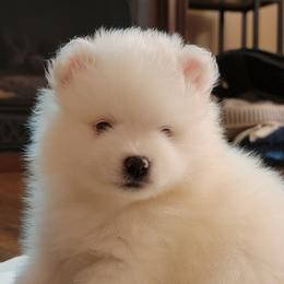American Eskimo Dog Puppies from Our Eskies