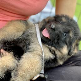 German Shepherd Puppies from Broward Shepherds
