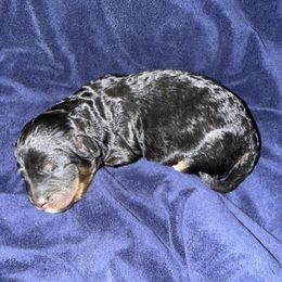 Boy 2 - Tri-color male Cavapoo puppy in Nampa,, Idaho from Clig Doodle Days