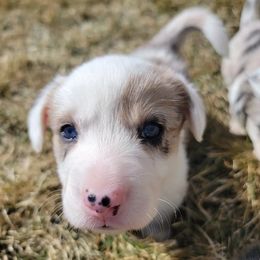 Cardigan Welsh Corgi Puppies from Star N Cardigan Corgis