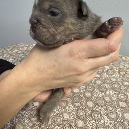 Earl Gray - Blue tri-color male Bulldog puppy in Medical Lake, Washington from Back Forty Boxers and Old English Bulldogs
