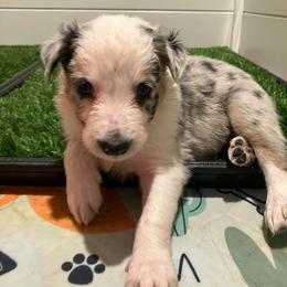 Bear - Blue merle male Border Collie puppy in Holden, Missouri from Spotted Feather Farm