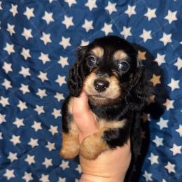 Female - Black and cream female Dachshund puppy in Liberty, Mississippi from Liberty Oaks Aussies and Dachshunds