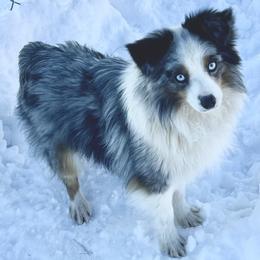 Buddy - Toy Australian Shepherd