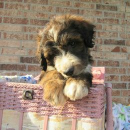 Aussiedoodle, Australian Shepherd, and Poodle Puppies from Kay Kay's Pupper Patch