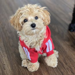 Max - Maltipoo