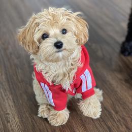 Max - Maltipoo