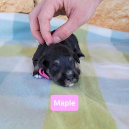 Maple - Black and silver female Miniature Schnauzer puppy in Piedmont, Oklahoma from J&K's Miniature Schnauzers