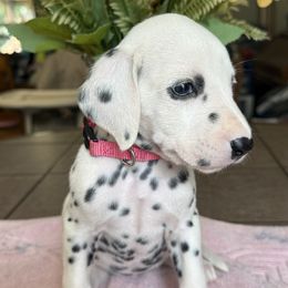 Girl 2 - White and black female Dalmatian puppy in Newfoundland, Pennsylvania from Poconopaws