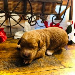 Sneezy - Red  female Goldendoodle puppy in Bradenton, Florida from Christianna’s Mini Goldendoodles