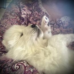 Samoyed Puppies from Hursley Manor Samoyeds