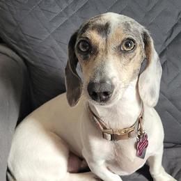 Nash - Dachshund