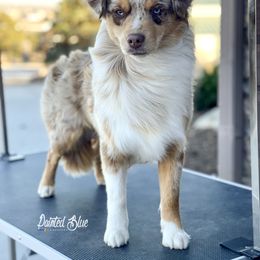 Cera - Miniature Australian Shepherd