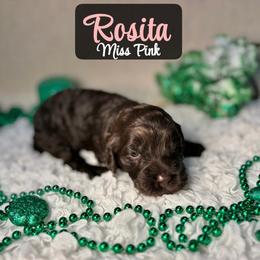 Rosita - Chocolate female Australian Labradoodle puppy in Richmond, Kentucky from Happy Time Doodles