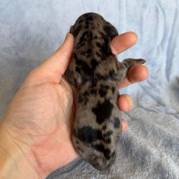 Luigi - Dapple male Dachshund puppy in Stamford, Texas from West Texas Miniature Dachshunds