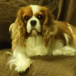 Cavalier King Charles Spaniels from Londyn Cavaliers