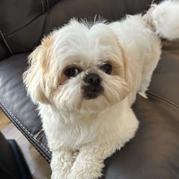 Diogee - Shih Tzu