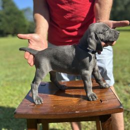 Weimaraner Puppies from Georgia Line Weimaraners