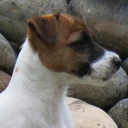 Ariel - Russell Terrier