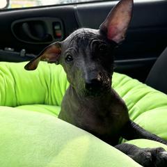 Goldendoodles and Poodles from Wonderland Kennel