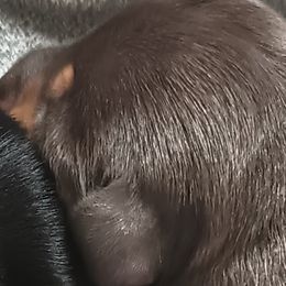 Boy 2 - Chocolate and tan male Dachshund puppy in Ecorse, Michigan from Amberly's Dachshunds