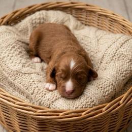Kirby - Red male Cavapoo puppy in Salt Lake City, Utah from SunnySide Mini Doodles