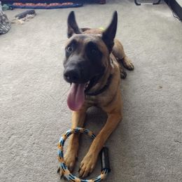 Dutch Shepherds from Blue Line Kennel