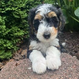 Mia's Teal collar female - Tri-color female Bernedoodle puppy in Mc Henry, Maryland from TLC by the Lake Standard Poodle and Doodles