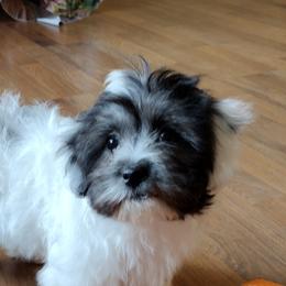 Coton de Tulear Puppies from Coton Country
