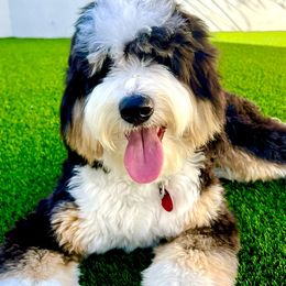 Aussiedoodles, Australian Labradoodles, Bernedoodles, and Cockapoos from Furrytaildoodles