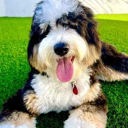 Aussiedoodles, Australian Labradoodles, Bernedoodles, and Cockapoos from Furrytaildoodles