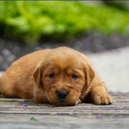 Nessie - Dark golden female Golden Retriever puppy in Saint Joe, Indiana from Golden Acres Farm